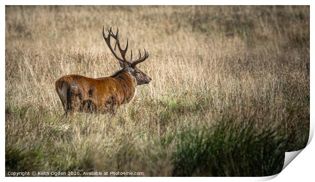 Strutting Stag Print by Keith Ogden