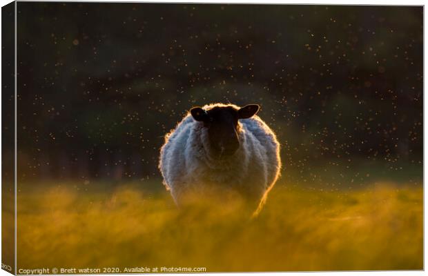 a sheep at sunset Canvas Print by Brett watson