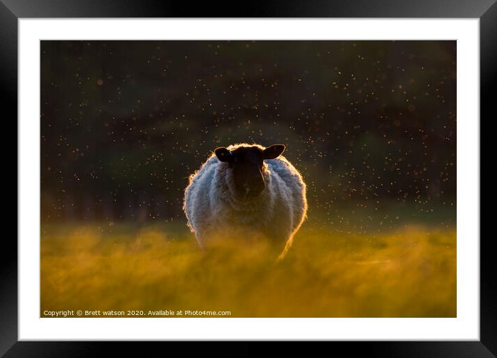 a sheep at sunset Framed Mounted Print by Brett watson