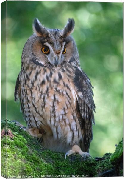 Long-eared owl Canvas Print by Howard Corlett