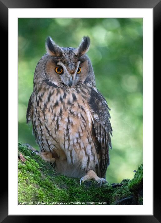 Long-eared owl Framed Mounted Print by Howard Corlett