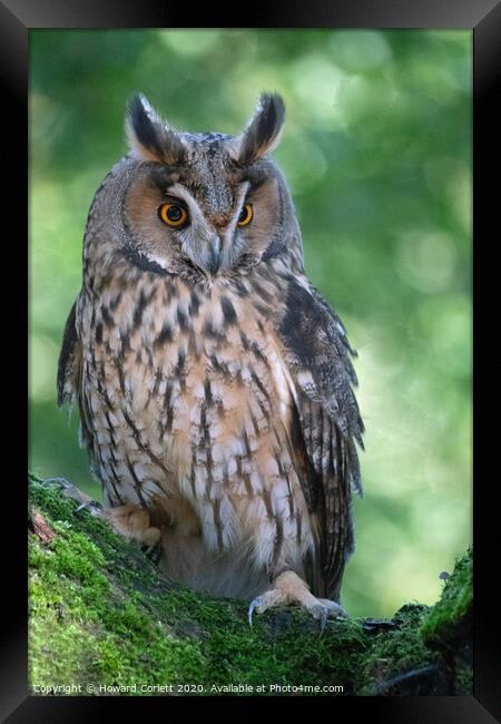 Long-eared owl Framed Print by Howard Corlett