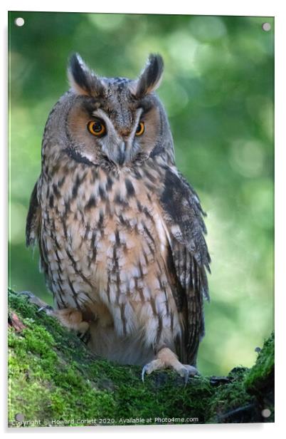 Long-eared owl Acrylic by Howard Corlett