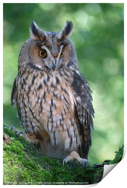 Long-eared owl Print by Howard Corlett