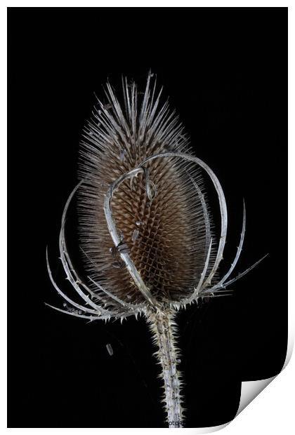 Teasel Seed Head Print by David Buckland