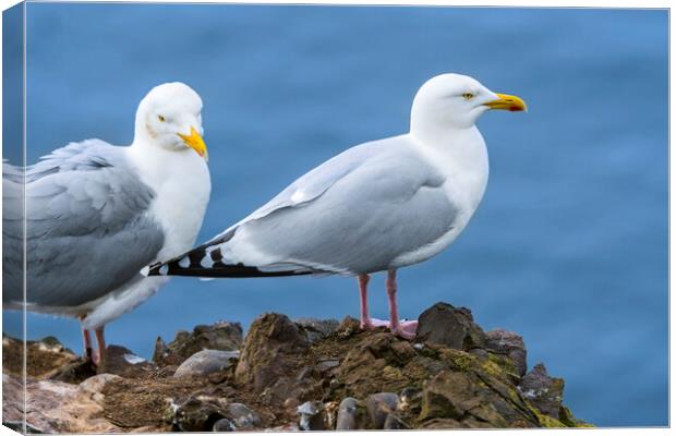 Two Herring Gulls Canvas Print by Arterra 