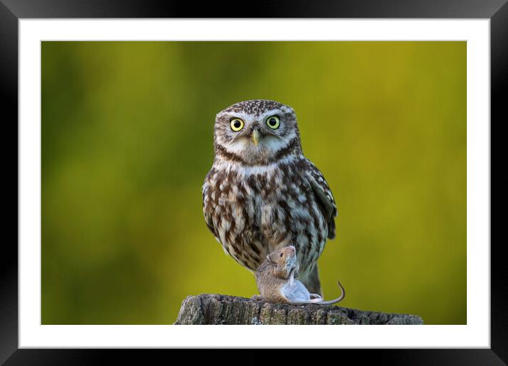 Little Owl with Mouse Framed Mounted Print by Arterra 