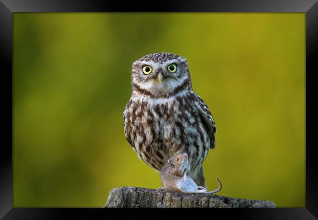 Little Owl with Mouse Framed Print by Arterra 