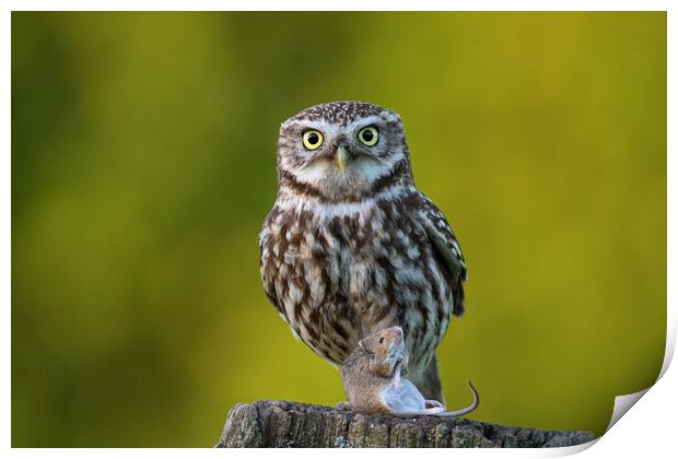 Little Owl with Mouse Print by Arterra 