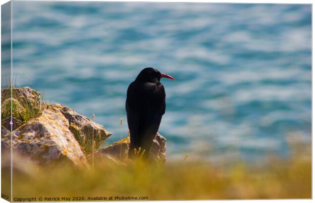Chough on cliff Canvas Print by Paddy Art