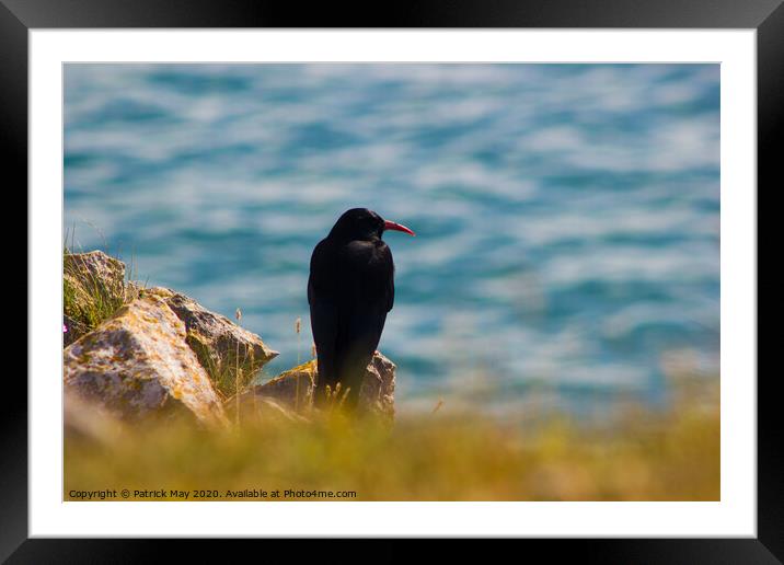 Chough on cliff Framed Mounted Print by Paddy Art