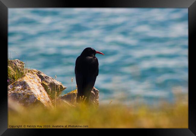 Chough on cliff Framed Print by Paddy Art