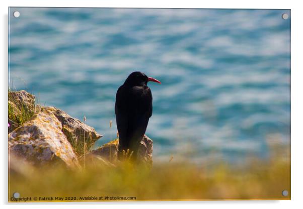 Chough on cliff Acrylic by Paddy Art
