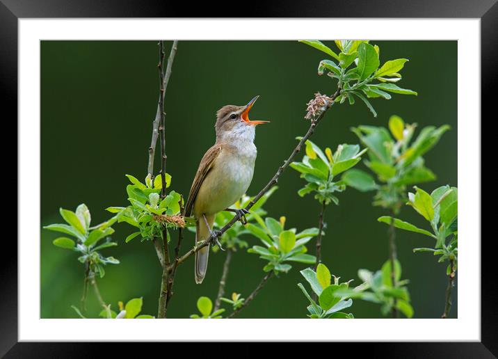 Great Reed Warbler Singing Framed Mounted Print by Arterra 