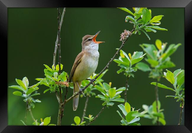 Great Reed Warbler Singing Framed Print by Arterra 