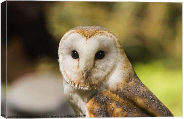Observed by a Barn Owl Canvas Print by Paddy Art