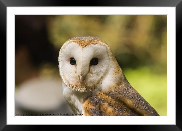 Observed by a Barn Owl Framed Mounted Print by Paddy Art