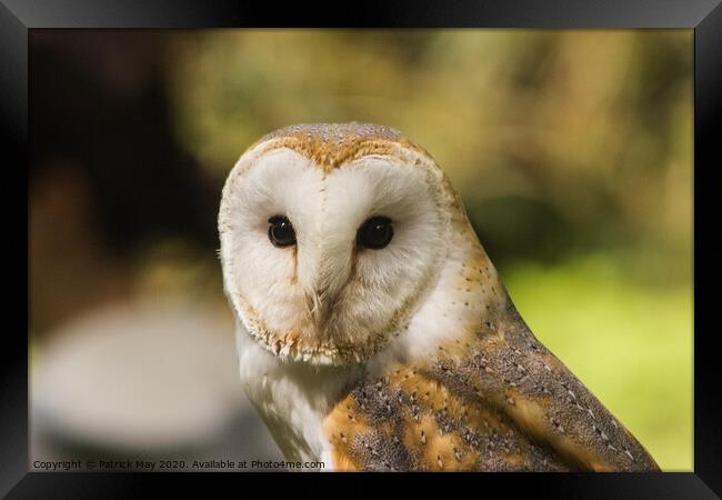 Observed by a Barn Owl Framed Print by Paddy Art