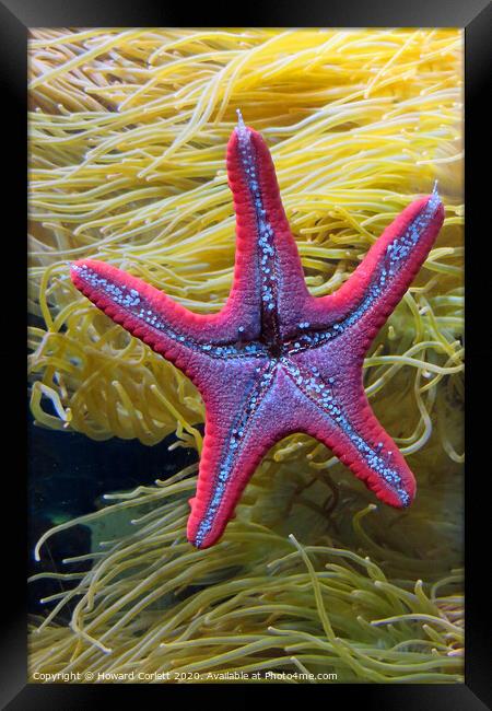 Starfish Framed Print by Howard Corlett