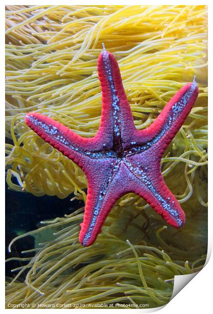 Starfish Print by Howard Corlett