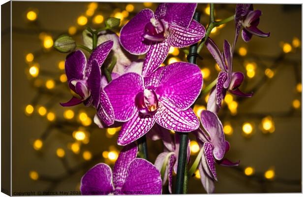 Orchid at Christmas Canvas Print by Paddy Art