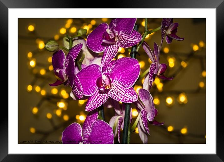 Orchid at Christmas Framed Mounted Print by Paddy Art