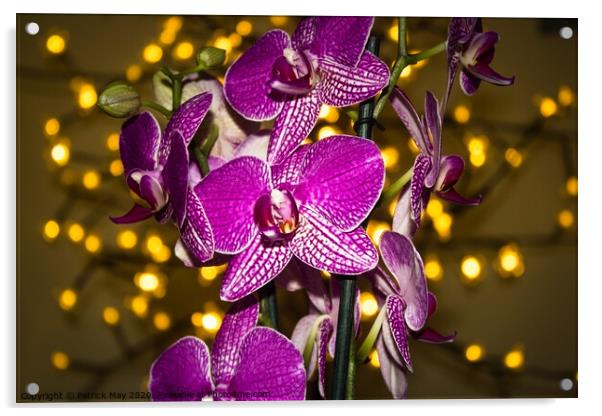 Orchid at Christmas Acrylic by Paddy Art