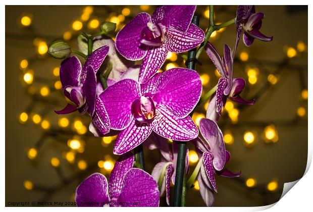 Orchid at Christmas Print by Paddy Art