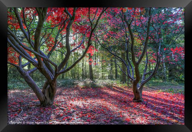 Autumn Colours Framed Print by Steve Adams