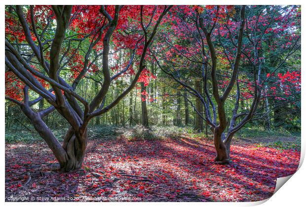 Autumn Colours Print by Steve Adams
