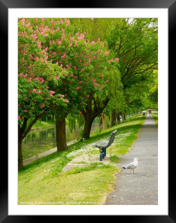 Walking along Hythe Military Canal in May  Framed Mounted Print by Antoinette B