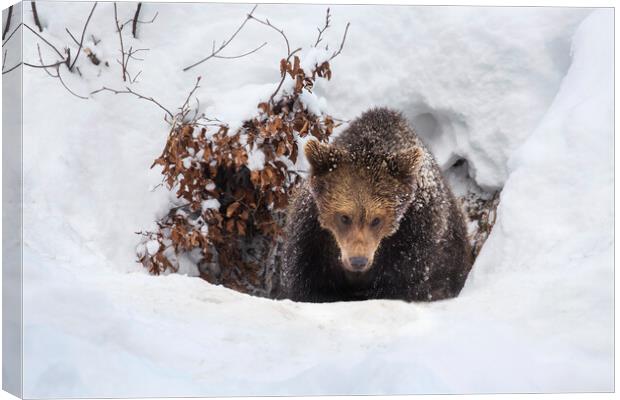 Young Brown Bear Leaving Winter Den Canvas Print by Arterra 