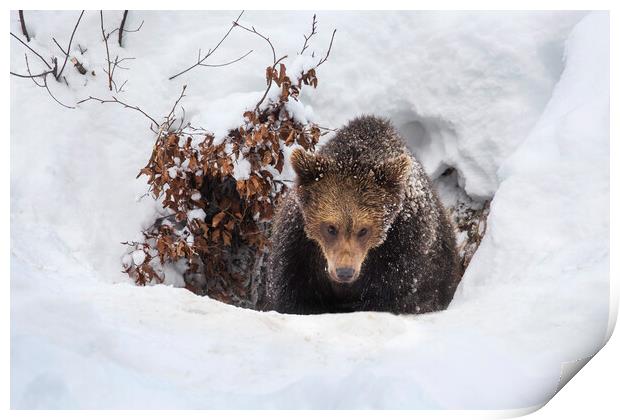 Young Brown Bear Leaving Winter Den Print by Arterra 