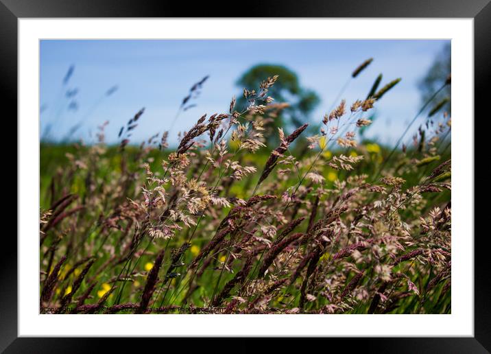 Grasses blowing in the breeze. Framed Mounted Print by Paddy Art