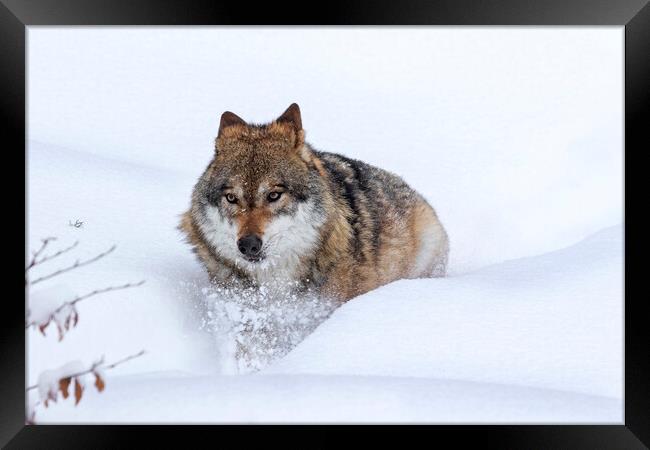 Grey Wolf in Winter Framed Print by Arterra 