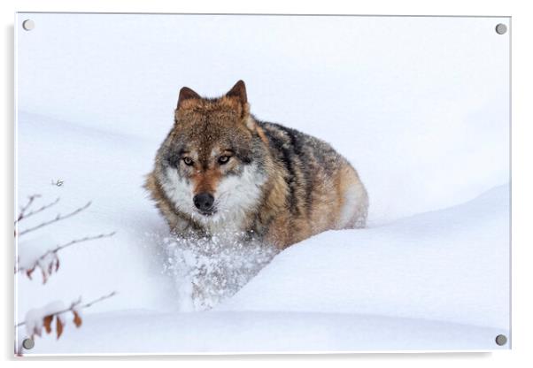 Grey Wolf in Winter Acrylic by Arterra 