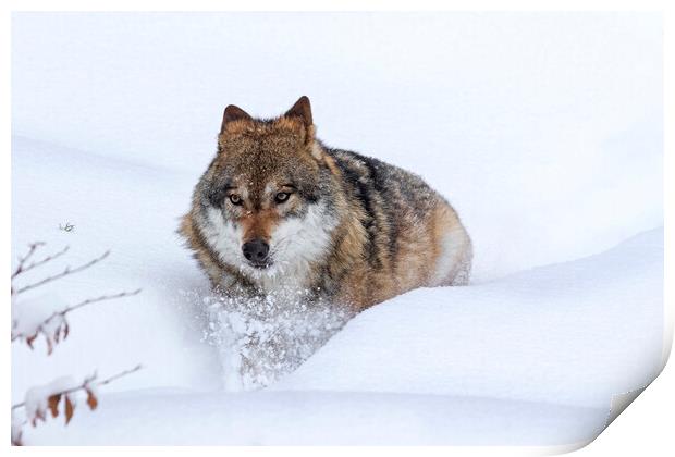 Grey Wolf in Winter Print by Arterra 