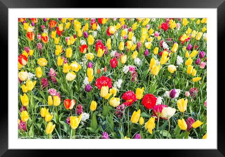yellow and red tulips Framed Mounted Print by Chris Willemsen