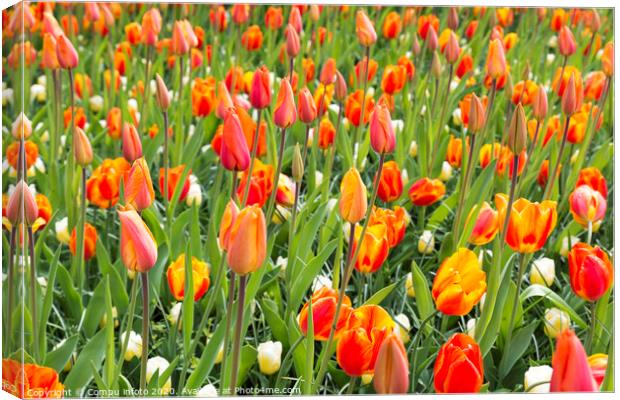 field with orange tulips Canvas Print by Chris Willemsen