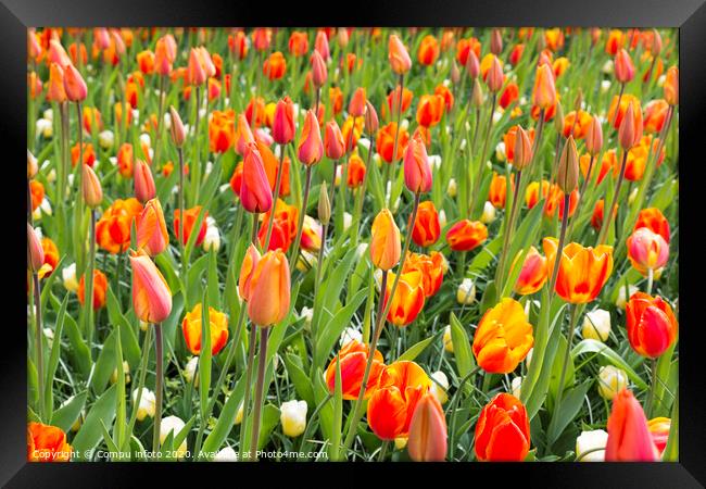 field with orange tulips Framed Print by Chris Willemsen