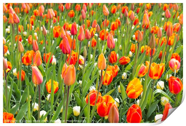 field with orange tulips Print by Chris Willemsen