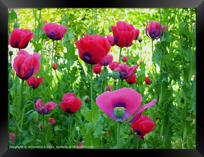 Poppies in the morning sunlight  Framed Print by Antoinette B