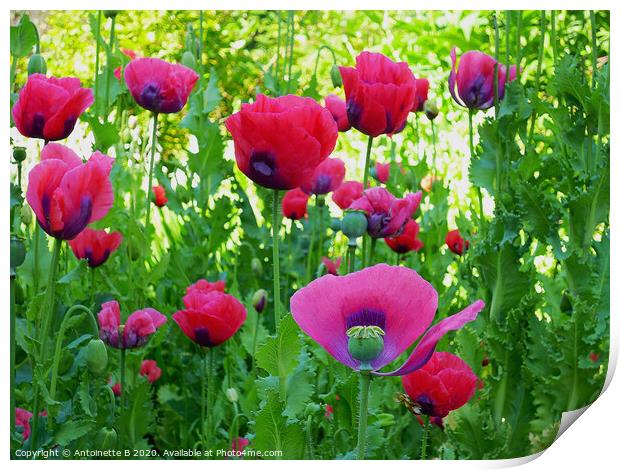 Poppies in the morning sunlight  Print by Antoinette B