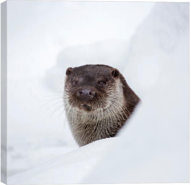 River Otter in the Snow in Winter Canvas Print by Arterra 