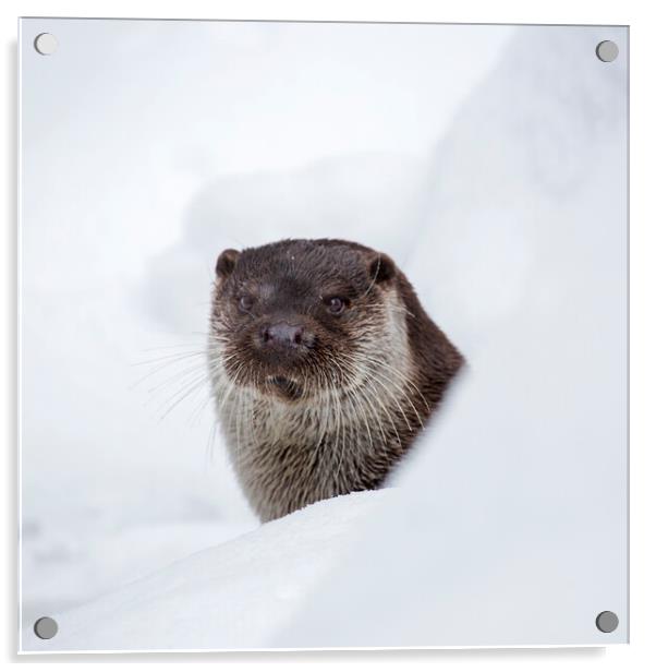 River Otter in the Snow in Winter Acrylic by Arterra 