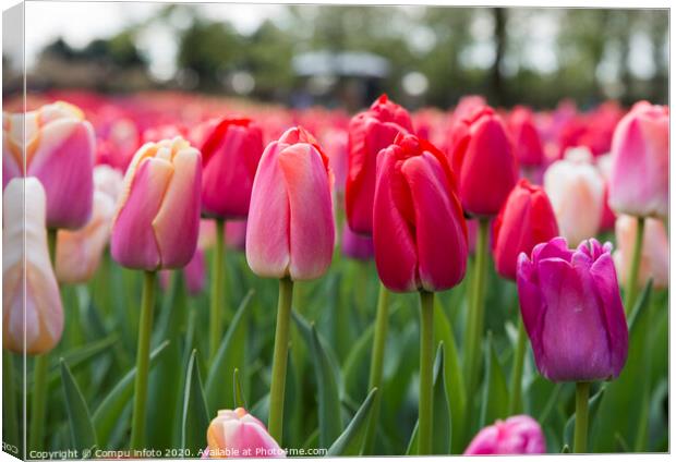 red and pink tulips Canvas Print by Chris Willemsen