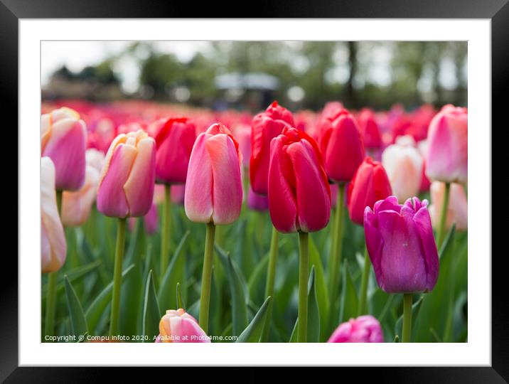 red and pink tulips Framed Mounted Print by Chris Willemsen