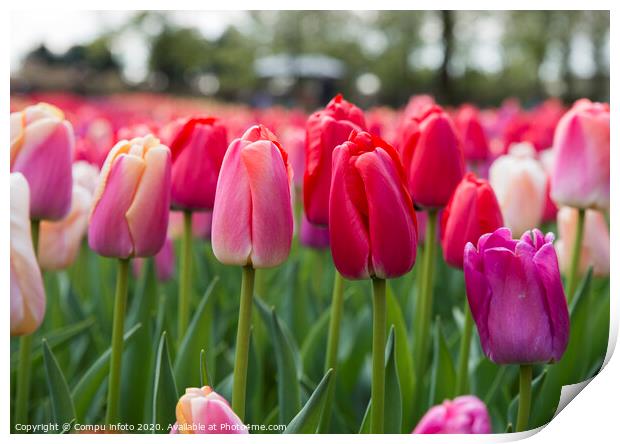 red and pink tulips Print by Chris Willemsen