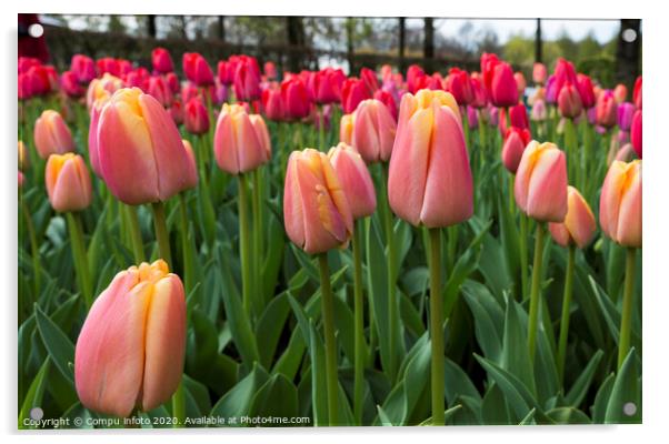 the keukenhof in Lisse Acrylic by Chris Willemsen