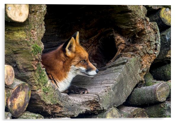 Red Fox in Hollow Tree Acrylic by Arterra 